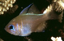  Zoramia leptacantha (Threadfin Cardinalfish)